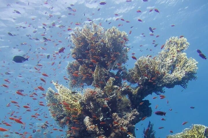 Ras Mohamed Snorkeling Tour from Sharm El Sheikh — Full-Day Trip to White Island & Red Sea Reefs photo 5