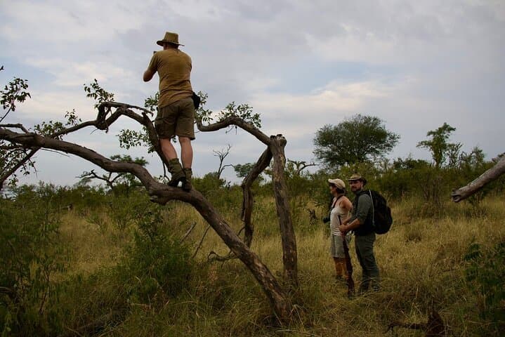 Half-Day Walking Safari in Balule Game Reserve — Greater Kruger Walking Safari photo 2