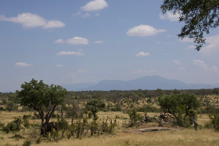 Half-Day Walking Safari in Balule Game Reserve — Greater Kruger Walking Safari photo 6