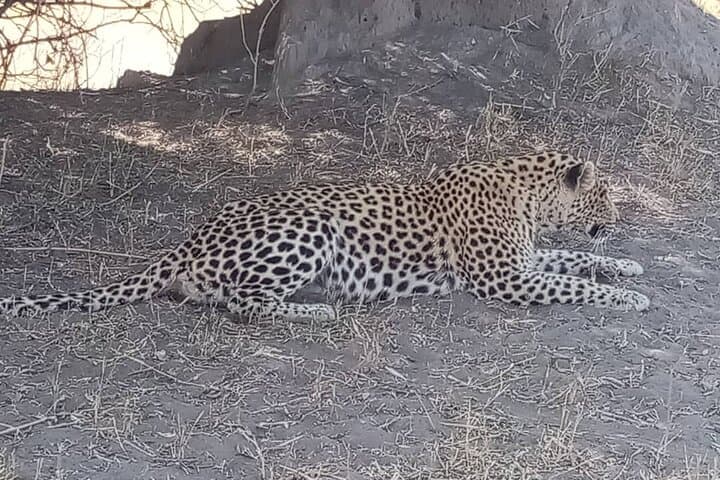 Okavango Delta Safari: 4-Day Moremi Game Reserve Camping Adventure photo 5