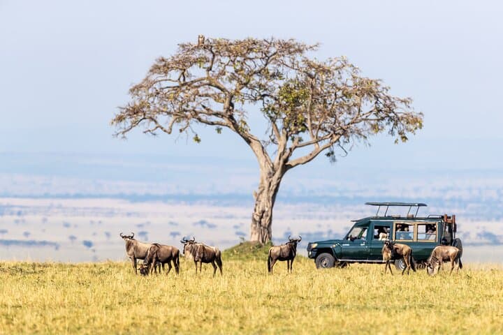 4-Day Tanzania Safari: Serengeti, Ngorongoro & Lake Manyara photo 4