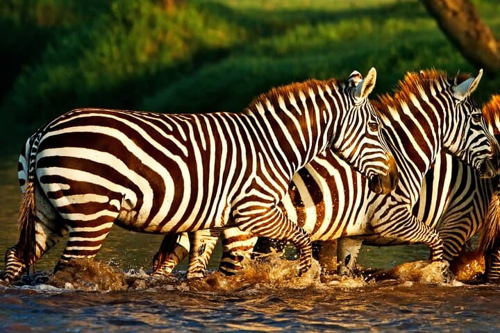 4-Day Tanzania Safari: Serengeti, Ngorongoro & Lake Manyara photo 5
