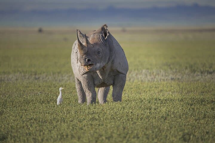 4-Day Tanzania Safari: Serengeti, Ngorongoro & Lake Manyara photo 6