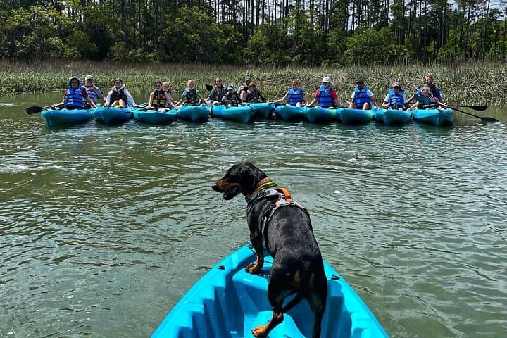 Skull Creek Guided Kayak Tour in Hilton Head — Dolphins & Salt Marsh Wildlife photo 2