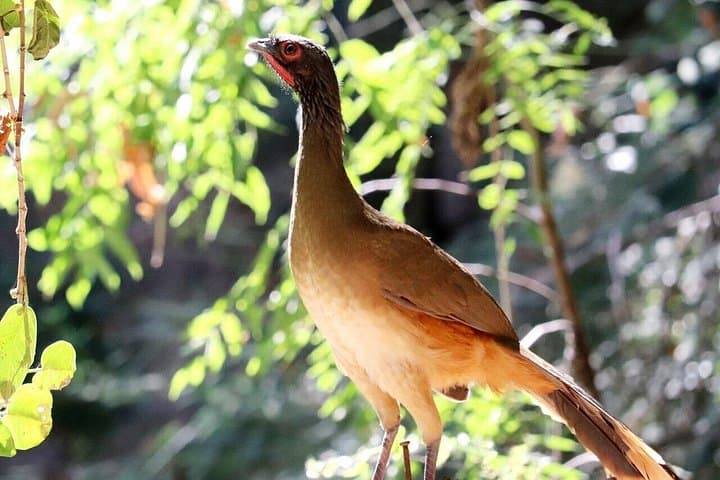 Private Puerto Vallarta Tour: Botanical Garden, Ancient Petroglyphs & Country Lunch photo 3