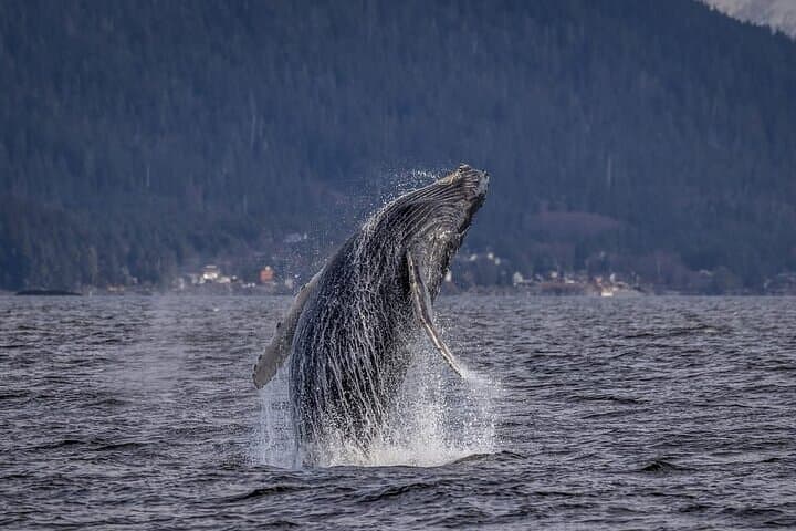 Shared Whale and Wildlife Viewing: Hoonah Marine Wildlife Tour