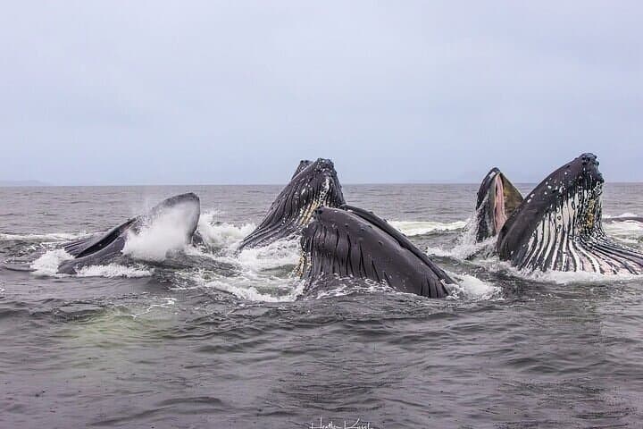 Shared Whale and Wildlife Viewing: Hoonah Marine Wildlife Tour photo 2