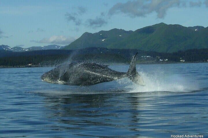 Shared Whale and Wildlife Viewing: Hoonah Marine Wildlife Tour photo 3