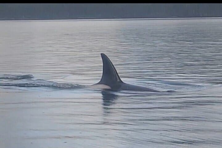 Shared Whale and Wildlife Viewing: Hoonah Marine Wildlife Tour photo 4