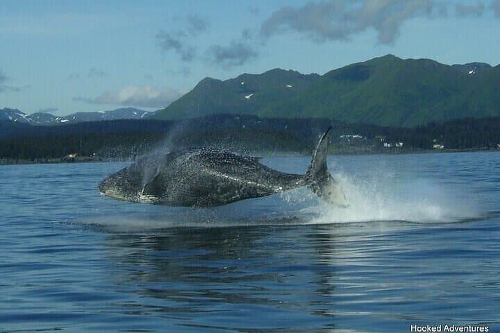 Private Whale and Wildlife Viewing in Hoonah — 3-Hour Guided Alaska Sea Cruise photo 3