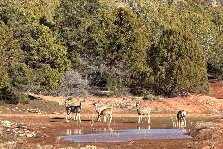 Private Jeep Tour of Zion National Park: Smith's Mesa, Kolob Terrace & Grafton Ghost Town photo 6