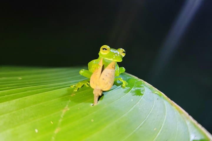 Monteverde Night Hike with Dinner: Rainforest Wildlife Walk and Local Cuisine photo 4