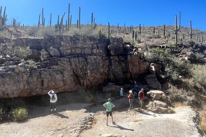 Guided Hikes in the Sonoran Desert: Saguaro Trails & Wildlife in Tucson