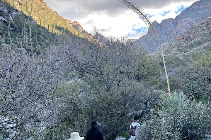 Guided Hikes in the Sonoran Desert: Saguaro Trails & Wildlife in Tucson photo 3