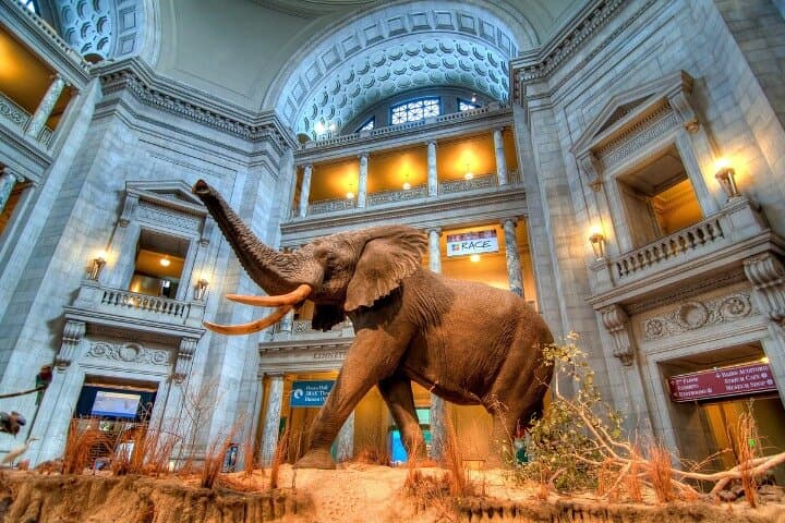 Smithsonian American & Natural History in One Day: National Mall Guided Tour