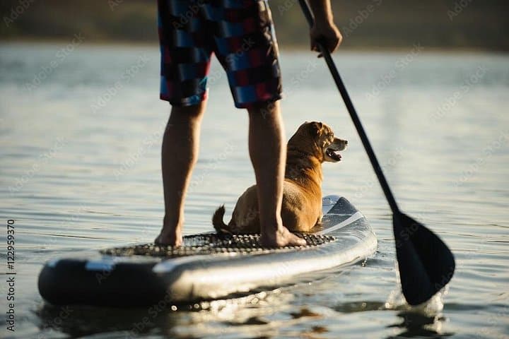 Plymouth Harbor Stand-Up Paddleboard Rental — Glide Past the Mayflower photo 4