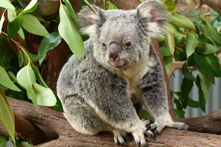 Murray River Paddle Steamer, Koalas & Heathcote Wine — Full-Day Small-Group Tour from Melbourne photo 5