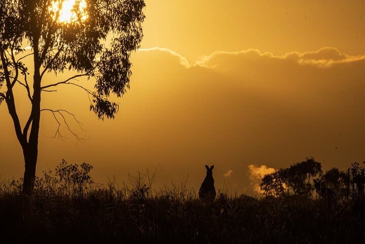Bathurst Morning Birdwatching & Photography Tour — Boundary Rd Reserve and Brick Pit Wetland