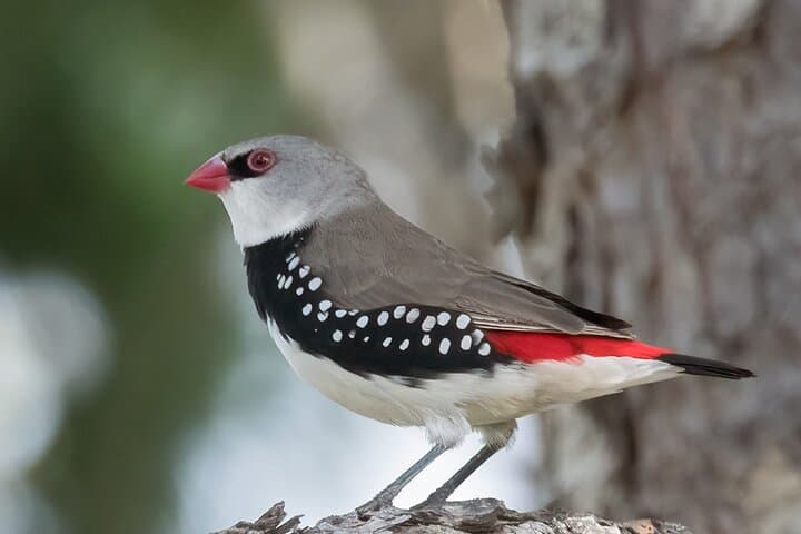 Bathurst Morning Birdwatching & Photography Tour — Boundary Rd Reserve and Brick Pit Wetland photo 2