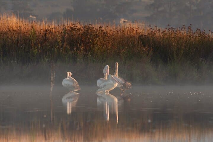 Bathurst Morning Birdwatching & Photography Tour — Boundary Rd Reserve and Brick Pit Wetland photo 3