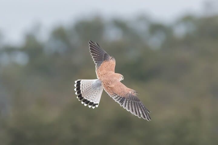 Bathurst Morning Birdwatching & Photography Tour — Boundary Rd Reserve and Brick Pit Wetland photo 4