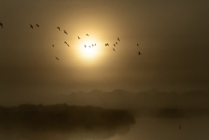 Bathurst Morning Birdwatching & Photography Tour — Boundary Rd Reserve and Brick Pit Wetland photo 5