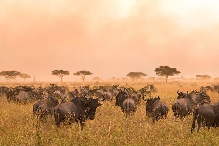 11-Day Tanzania Safari + Kilimanjaro: Summit, Serengeti & Ngorongoro in One Journey photo 2