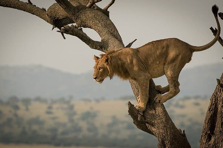11-Day Tanzania Safari + Kilimanjaro: Summit, Serengeti & Ngorongoro in One Journey photo 3