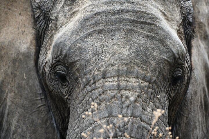 11-Day Tanzania Safari + Kilimanjaro: Summit, Serengeti & Ngorongoro in One Journey photo 4