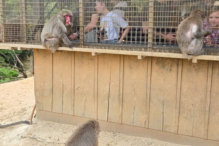 Arashiyama Half-Day Tour: Bamboo Grove, Temples & Monkey Park photo 5