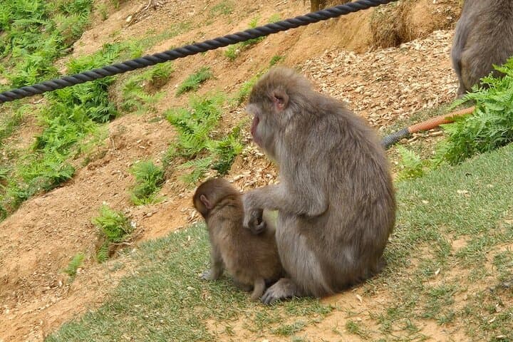 Arashiyama Half-Day Tour: Bamboo Grove, Temples & Monkey Park photo 6