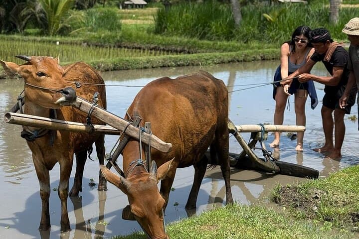 Healing Bali: 4-Day Cultural & Wellness Escape from Seminyak