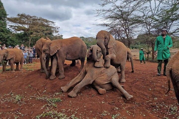 Half-Day Nairobi Wildlife & Culture Excursion — Giraffe Centre, Elephant Orphanage & Bead Workshop photo 5