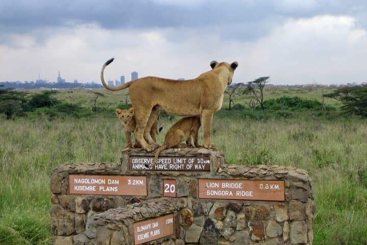Nairobi National Park Half Day Game Drive: Wildlife Adventure Near Nairobi City