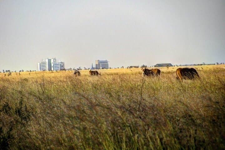Nairobi National Park Half Day Game Drive: Wildlife Adventure Near Nairobi City photo 3