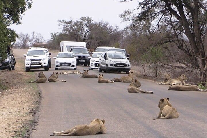 Nairobi National Park Half Day Game Drive: Wildlife Adventure Near Nairobi City photo 4