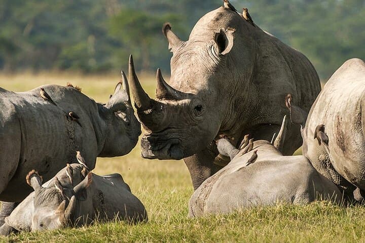 Ol Pejeta Conservancy Day Tour: Chimpanzee Sanctuary & Big Five Game Drive from Nairobi photo 3