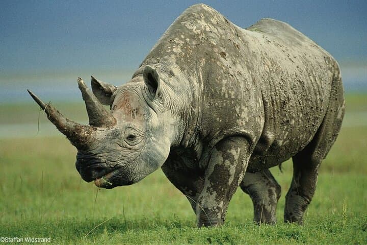 Ol Pejeta Conservancy Day Tour: Chimpanzee Sanctuary & Big Five Game Drive from Nairobi photo 4