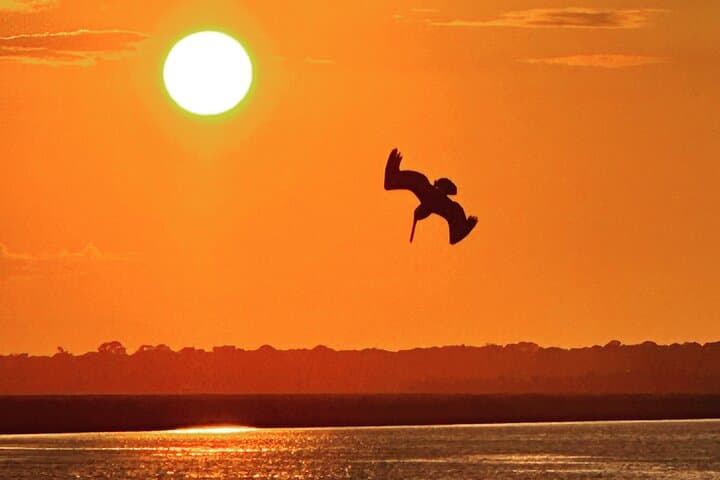 Sunset Dolphin Cruise to Morris Island Lighthouse — Charleston Lowcountry Boat Tour