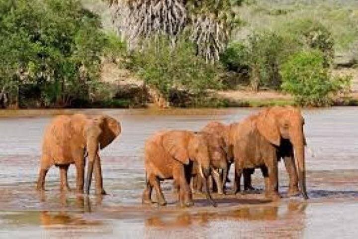 Full-Day Tsavo East Safari from Mombasa Harbor — Red Elephants & Aruba Dam photo 2