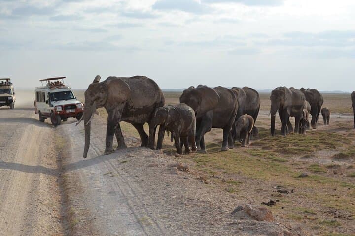 Amboseli Full-Day Safari: Big Five & Kilimanjaro Views photo 3