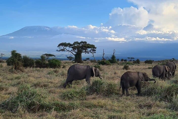 Amboseli Full-Day Safari: Big Five & Kilimanjaro Views photo 6