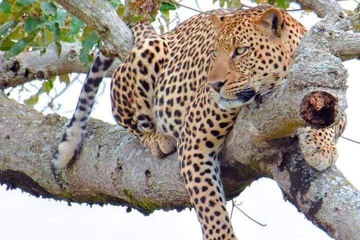 Two-Day Ngutuni Sanctuary Safari from Mombasa — Game Drives & Lodge Stay photo 1