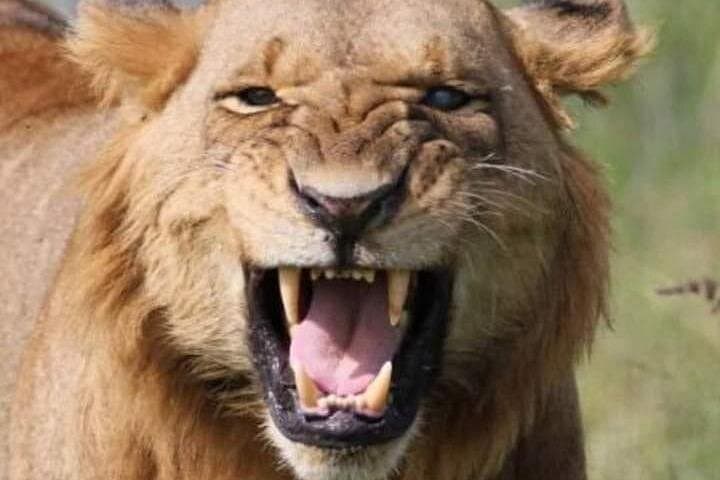 Two-Day Ngutuni Sanctuary Safari from Mombasa — Game Drives & Lodge Stay photo 2