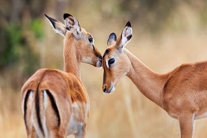 Two-Day Ngutuni Sanctuary Safari from Mombasa — Game Drives & Lodge Stay photo 3