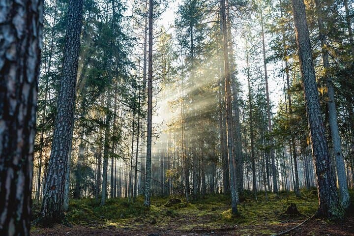 Arctic Wilderness Photography Expedition — Rovaniemi Half-Day Summer & Autumn