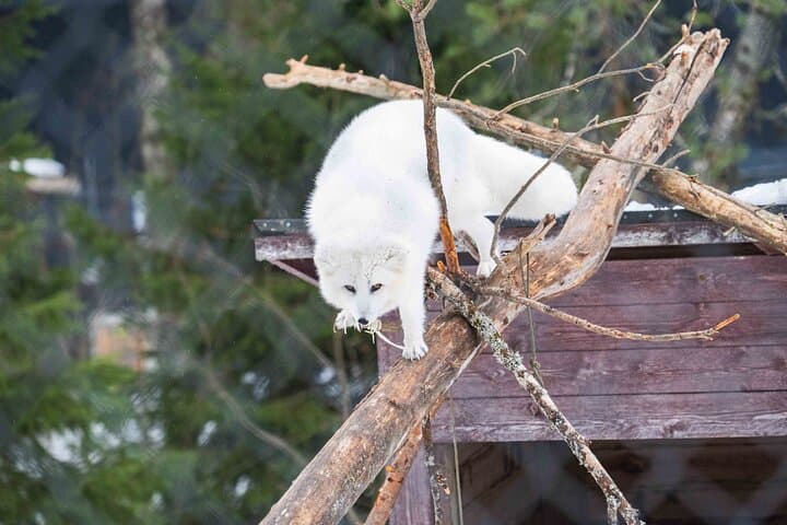 Ranua Wildlife Park Photography Tour: Arctic Animal Photo Safari from Rovaniemi photo 4