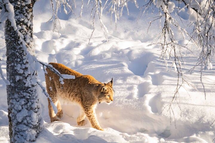 Ranua Wildlife Park Photography Tour: Arctic Animal Photo Safari from Rovaniemi photo 6