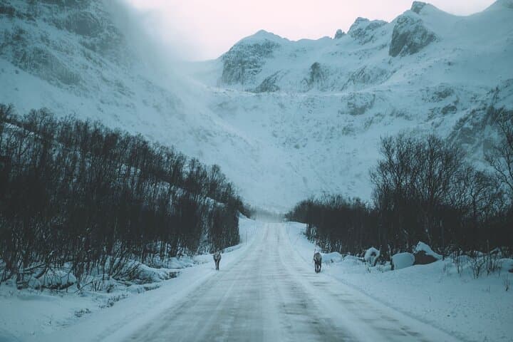 Express Fjord Road Trip to Ersfjordbotn from Tromsø photo 5