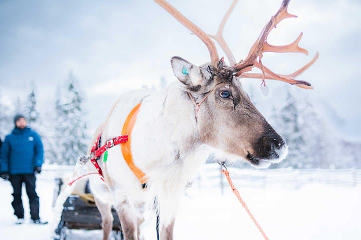 Reindeer Farm Visit & 2km Sled Ride Near Rovaniemi with Professional Photos photo 3